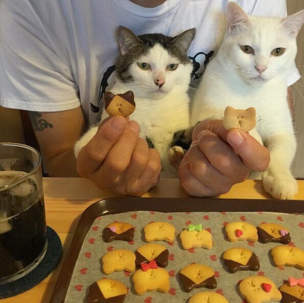 Коты и Кошки