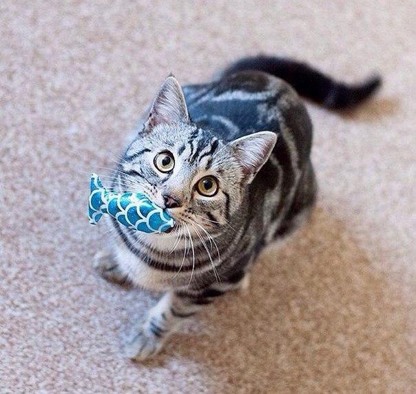 Коты и Кошки