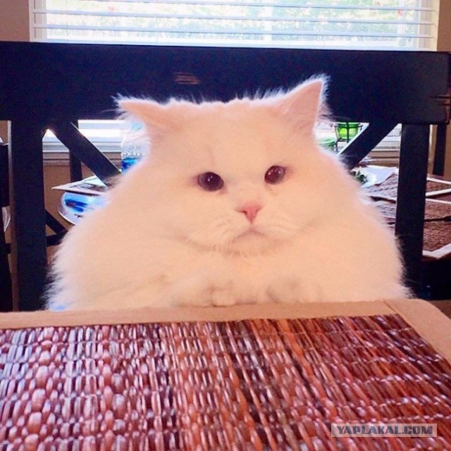 Котовторник 13.03.2018