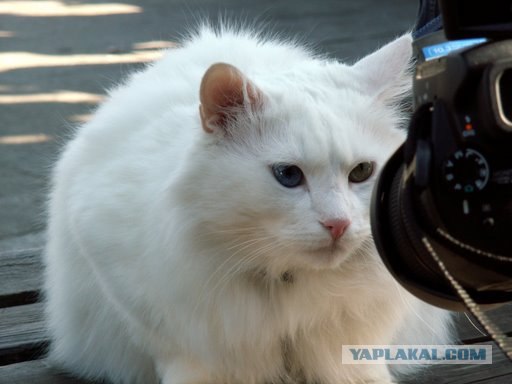Котовторник на ЯПлакалъ (15.07.2008)