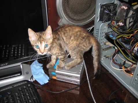 Бродячие коты 2 фотки