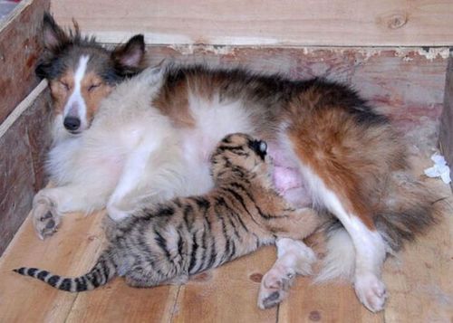 Котовторник на 22 июня