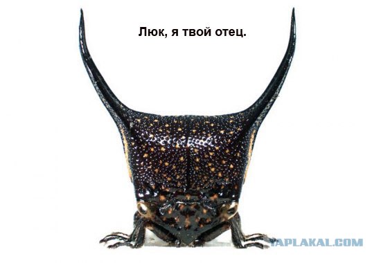 Удивительные горбатки