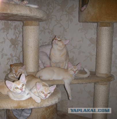 Супер-котофото на котовторник