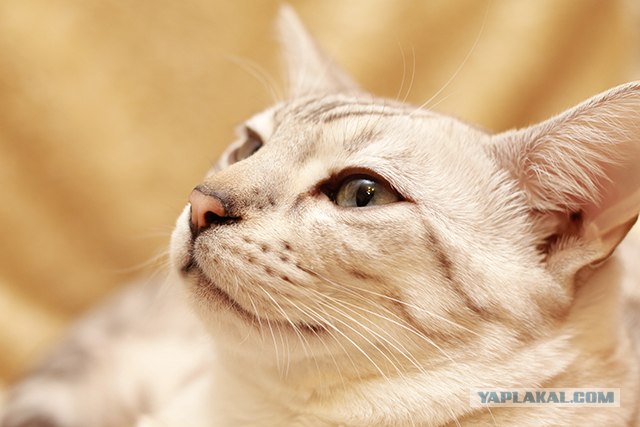 Котовторник (07.02.2012)