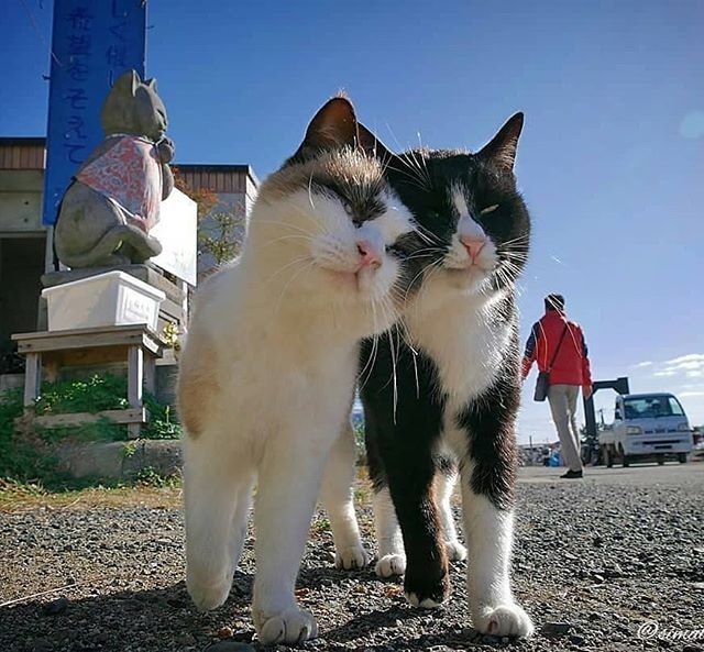 Прикольных котов пост