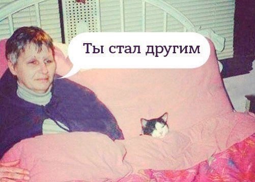 Подборка картинок с котами и про котов