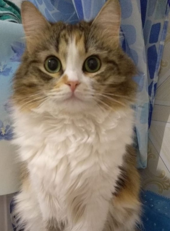С Днём кошки!