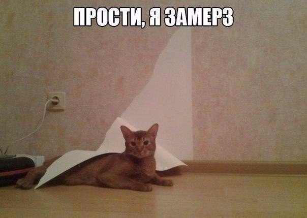 Забавные фото котеек
