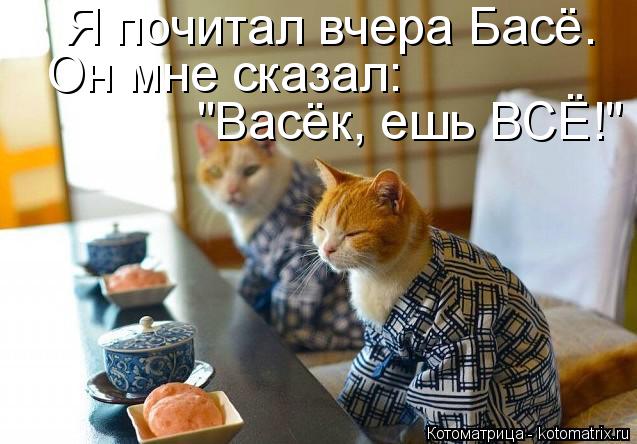 Картинки с котами и про котов
