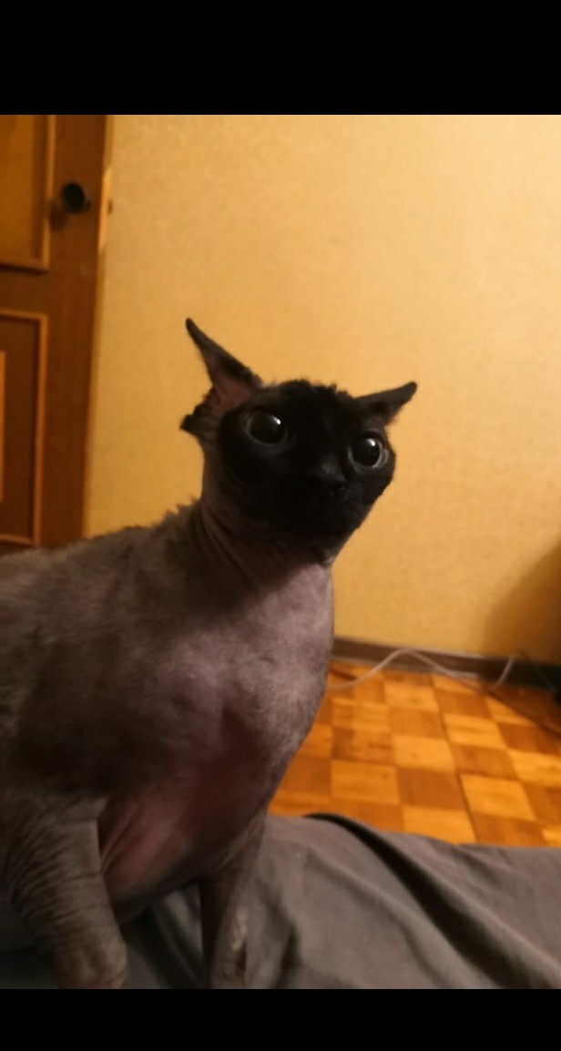 Давайте по котикам, которые с нами на самоизоляции