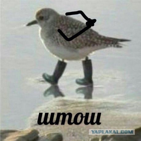 Если бы у птиц были руки