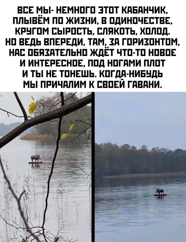 Картинки с надписями фразы и анекдоты