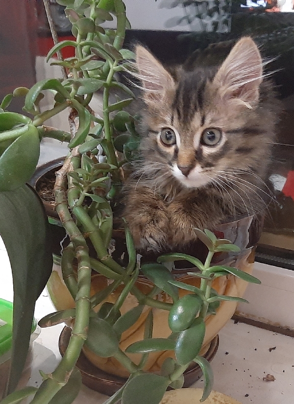 Домик для котейки