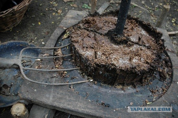 Вино своими руками