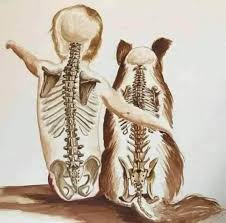 Сравнение костей лошади и человека