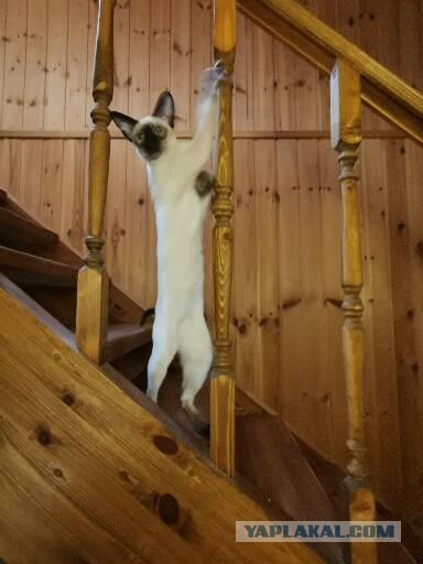Котовторник 19.07.22