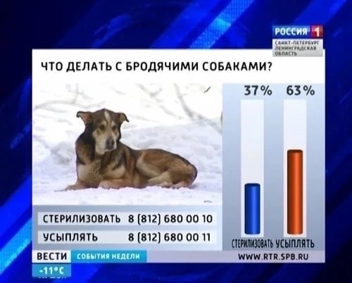 В Воронеже стая бездомных собак напала на ребёнка