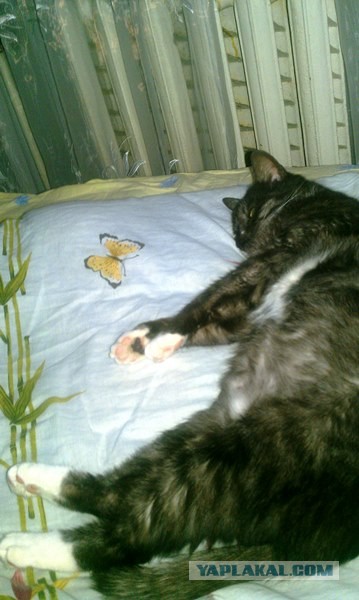 Котовторник 21.05.2013