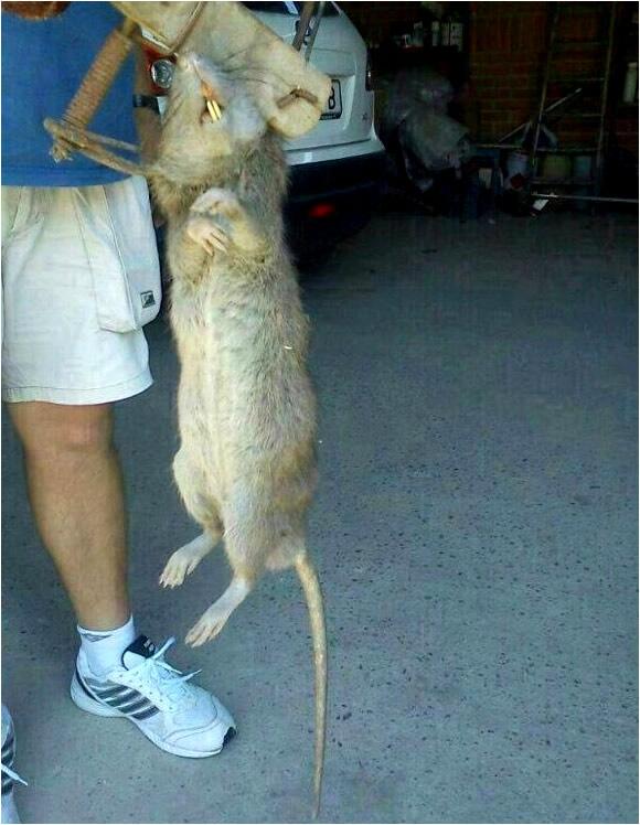 На ужин хватит