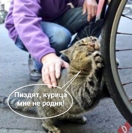 Хищная «индейка». В Монголии нашли новый вид динозавра