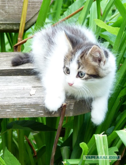 Котовторник 9.07.2013