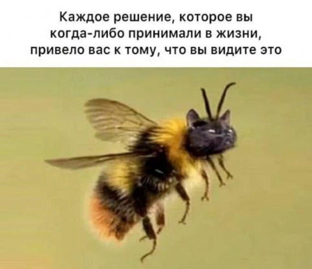 К котовторнику: подборка картинок-баянов с котиками и про котиков. Выпуск 33..