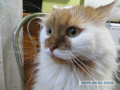 Котовторник 8.10.2013