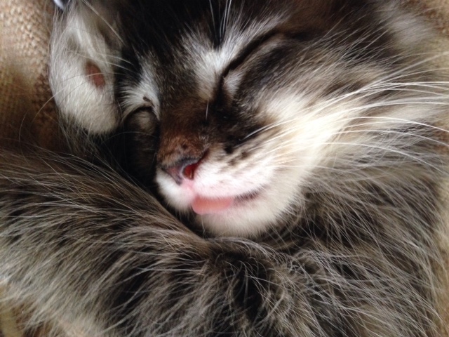 Котовторник 29.04.14.