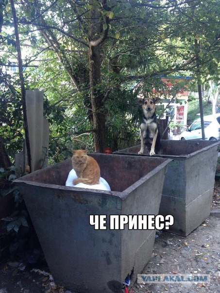 Картинки с инета.