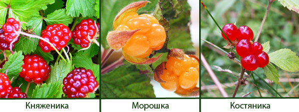 Дары Севера