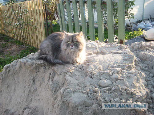 Котовторник