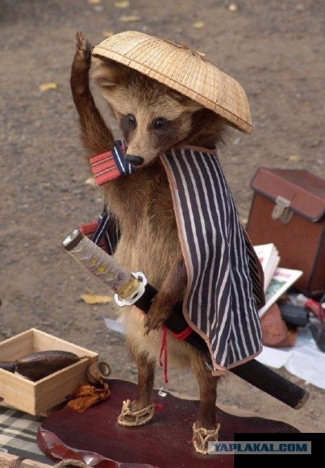 Чучело лисы