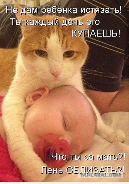 Котовторник однако