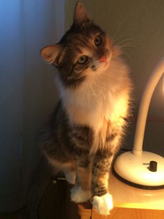 Котовторник 11.08.2015