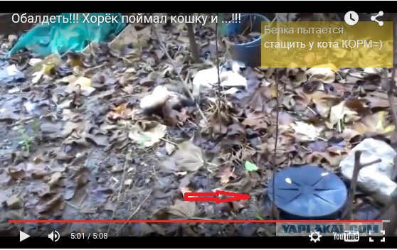 Хорёк поймал кошку и ...!