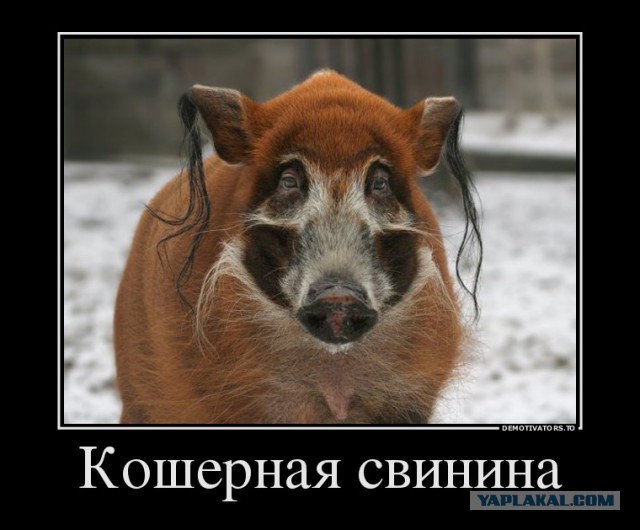 Кошерное питание