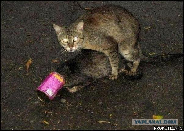 Спасение болвана с банкой (коты)