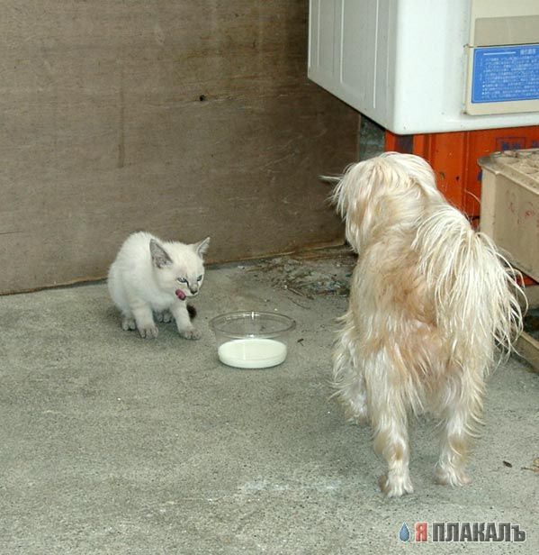 Коты, кошки, котята