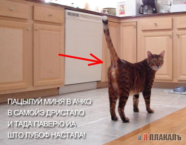 Спешл фо Армати)))