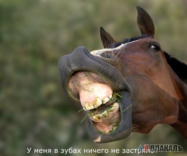 Все о КОНЯХ, ЛОШАДЯХ, ОСЛАХ