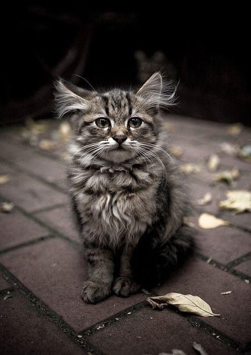 Славянская Душа