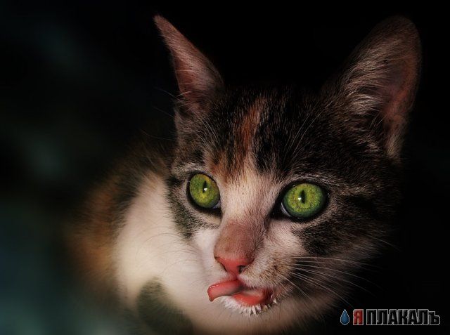 Коты, кошки, котята