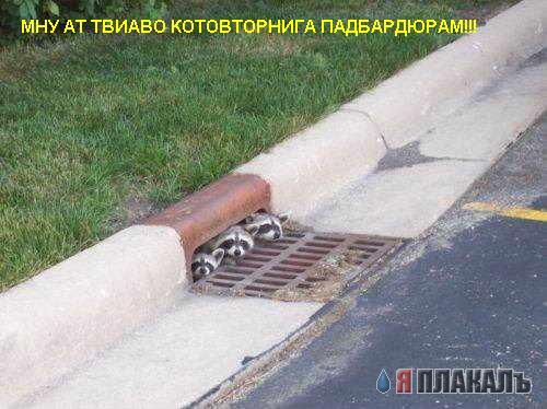 Котовторник!