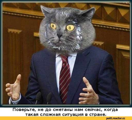 Коты, которые пытались что-то украсть