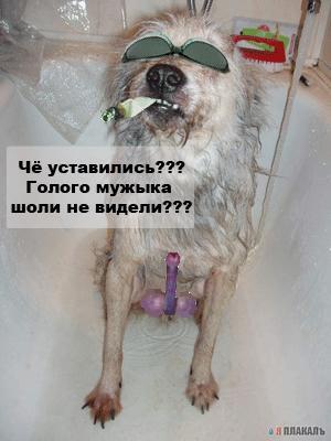Как заставить мужа выгулять собаку