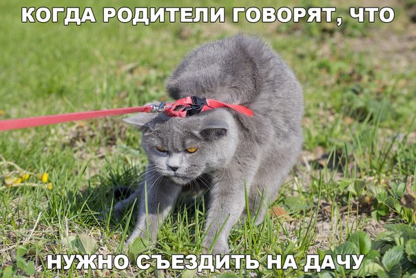 Прикольные животные