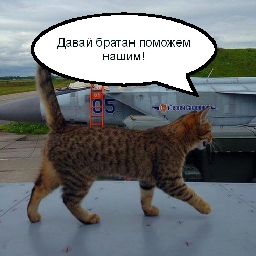 Кошек признали опаснейшими хищниками на Земле