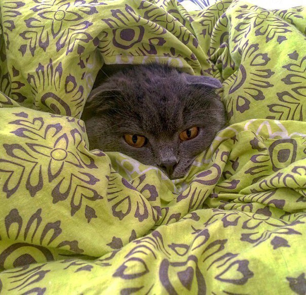 Прикольные животные