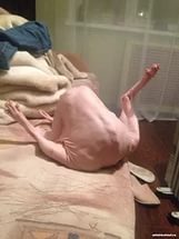 Испытание для самых внимательных: разглядите кота на фотках